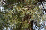 Eastern redcedar